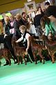 Crufts2010 1330